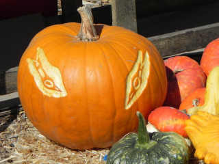 Humm, Nipomo Pumpkin Patch best carving idea